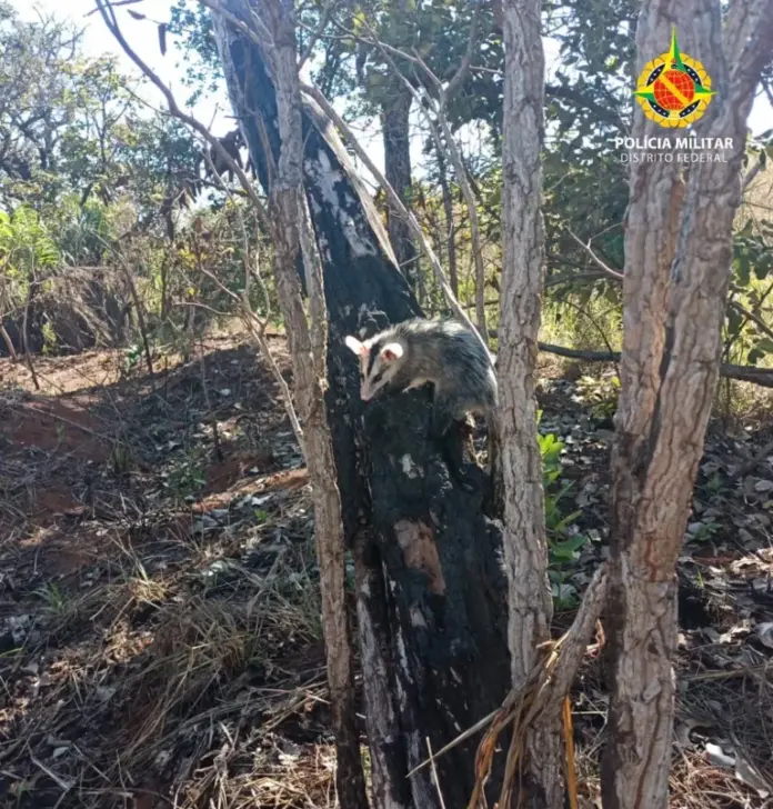 PMDF realiza resgate de gambá em área residencial no Sudoeste