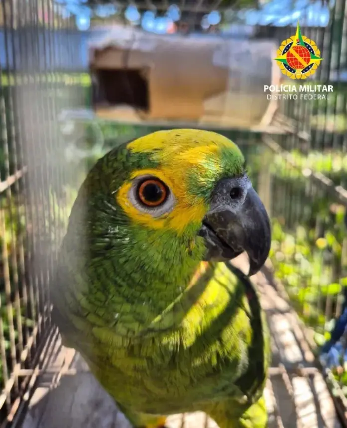PMDF Apreende 14 Aves Mantidas Irregularmente em Cativeiro por Crime contra a Fauna em Santa Maria