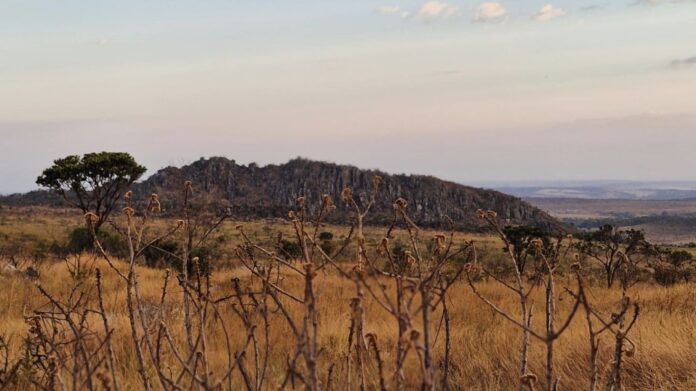 Brigadas comunitárias intensificam ações de combate a incêndios florestais em Goiás