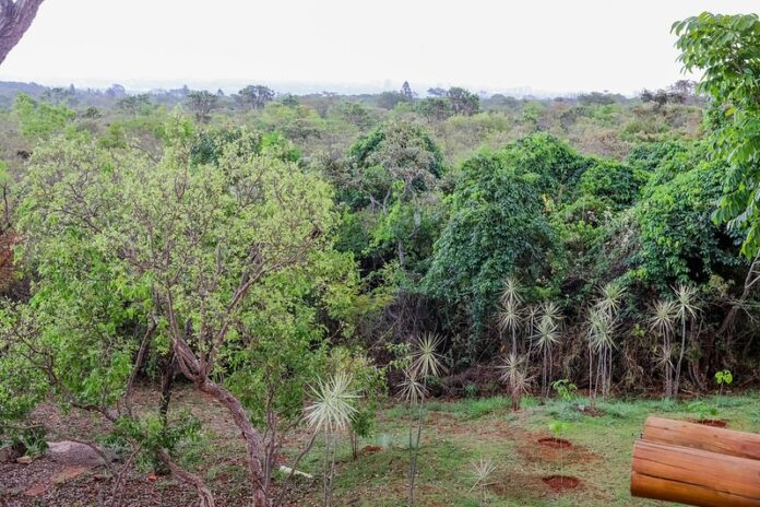 GDF destina R$ 16,8 milhões para ações ambientais em junho, mês do Meio Ambiente