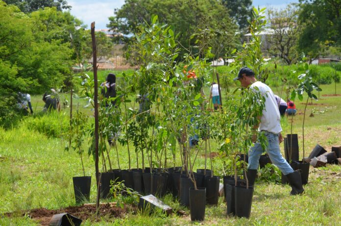 GDF destina R$ 3,7 milhões para nova fase de recuperação do Cerrado