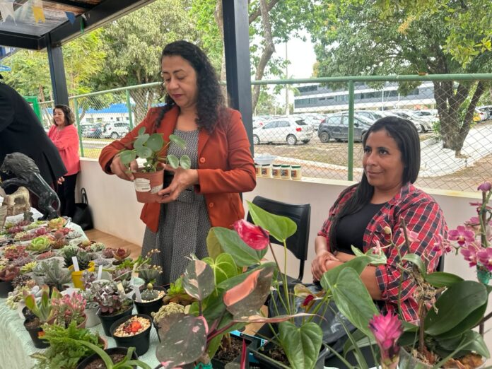 Feira Junina dos Consegs Rurais destaca a importância da agricultura familiar