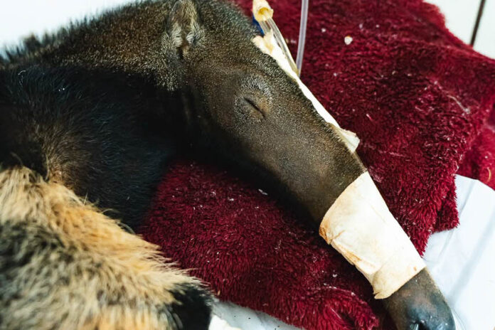 Distrito Federal se destaca nacionalmente no tratamento e reabilitação de animais silvestres