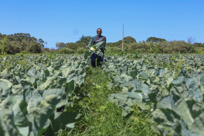 Agropecuária do DF registra movimentação de R$ 5,8 bilhões em 2025, mantendo patamar histórico