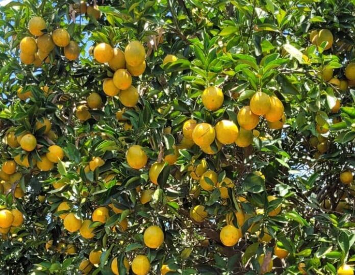Agrodefesa identifica praga de citros em Heitoraí e Cidade Ocidental