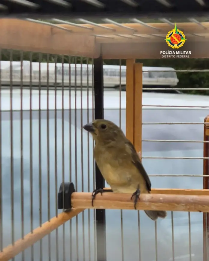 PMDF Identifica Criação Irregular de Aves Silvestres e Apreende Cinco Pássaros em Planaltina