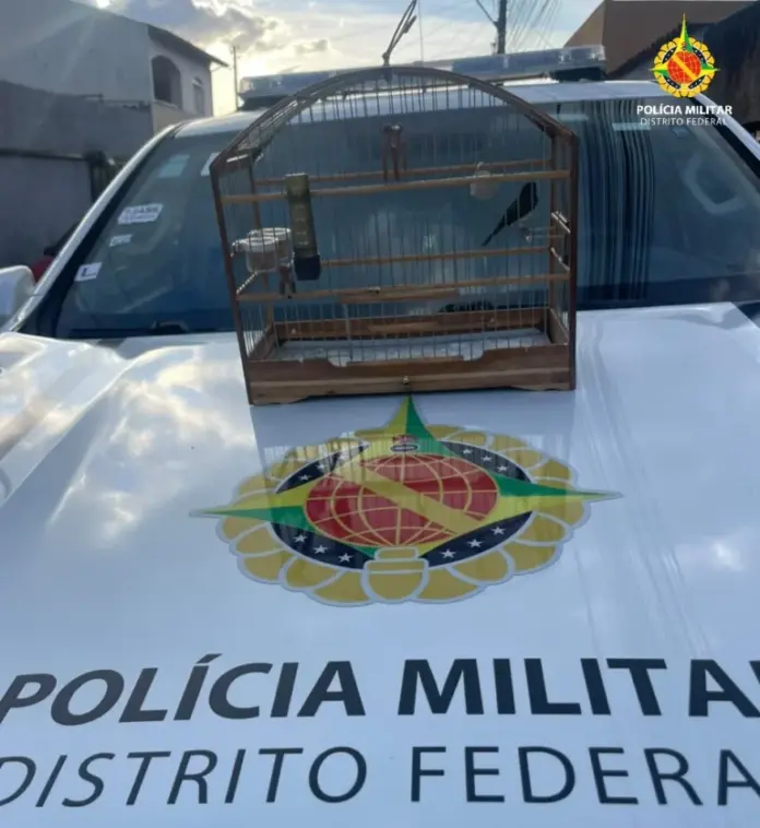 PMDF Autua Autor por Crime contra a Fauna e Resgata Ave Silvestre em Sobradinho Ii