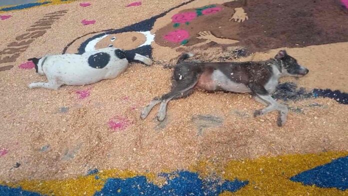 cães “invadem” tapete de Corpus Christi e viralizam em Santana de Parnaíba
