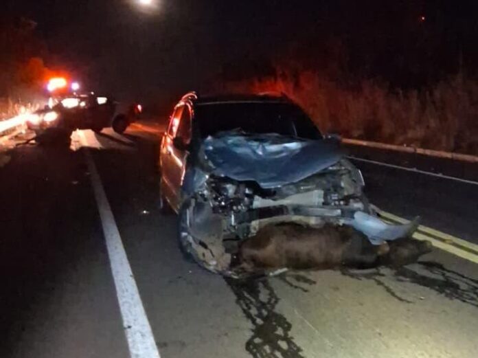 Motorista atropela duas vacas soltas na BR-251 e mobiliza bombeiros