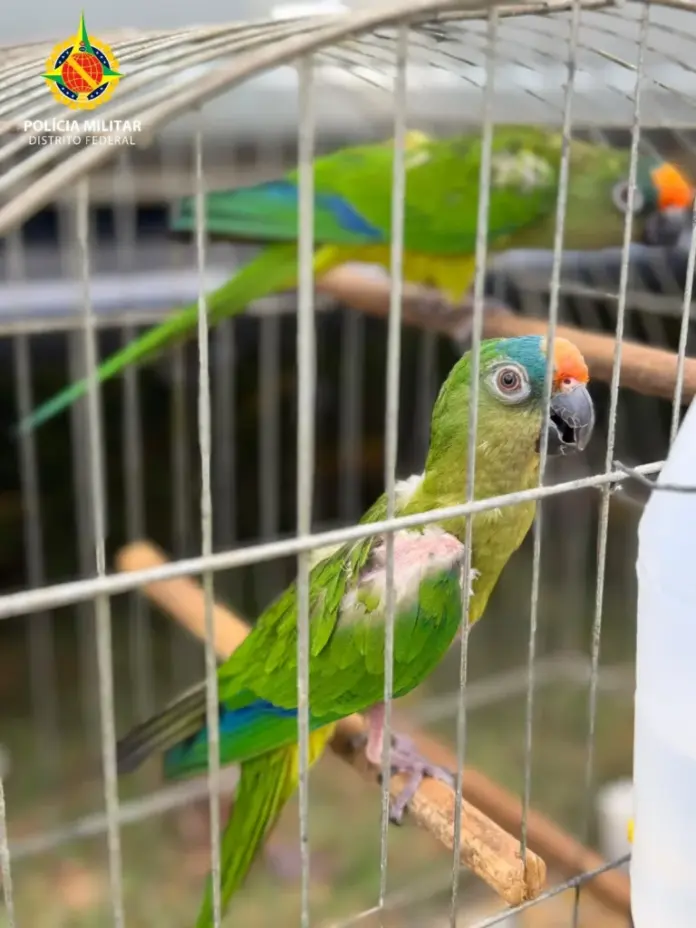 PMDF autua quatro pessoas por crimes contra a fauna no Paranoá