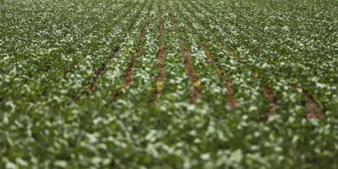 Impasses entre bancada do agronegócio e governo a respeito de dívidas rurais são analisados