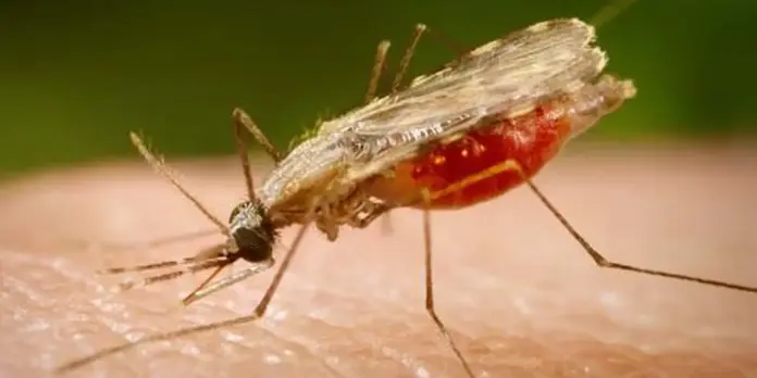 Cientistas da Fiocruz desenvolvem vacina completa contra a malária
