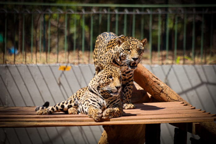 Zoológico terá horário de funcionamento até as 14h durante jogo do Brasil
