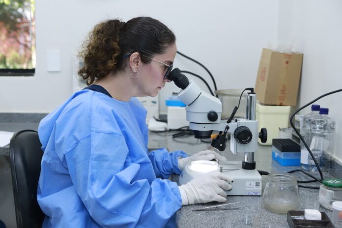 Período de seca requer cuidados adicionais para prevenção de carrapatos