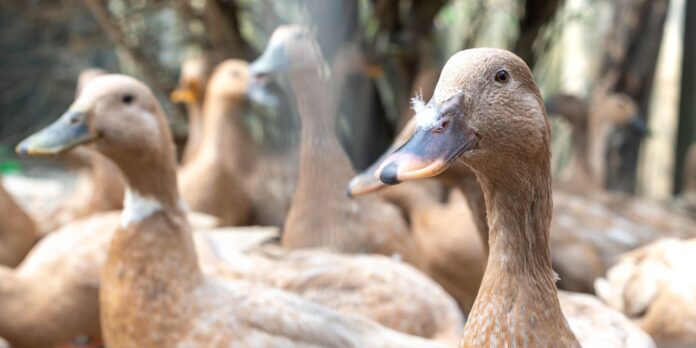 Entidades apoiam projeto que proíbe a alimentação forçada de animais