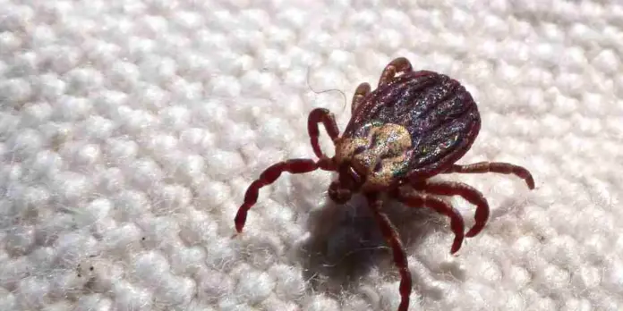 São Paulo registra 18 óbitos por febre maculosa em 19 casos confirmados