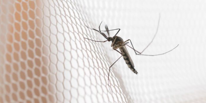 Cidades do noroeste de SP têm maior incidência de casos de dengue