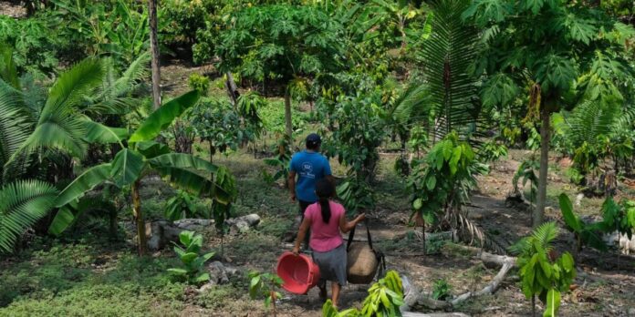 Da Amazônia ao Chaco, América Latina tem desafios com clima e terra