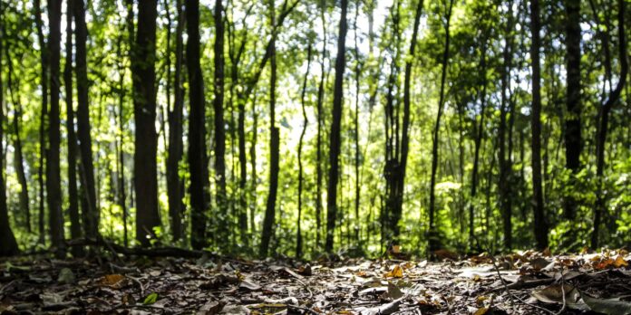 Produção florestal no Brasil atinge recorde de R$ 47,9 bilhões em 2025