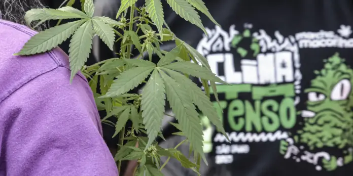 Flagrantes por tráfico de drogas resultam em mais prisões preventivas do que outros delitos