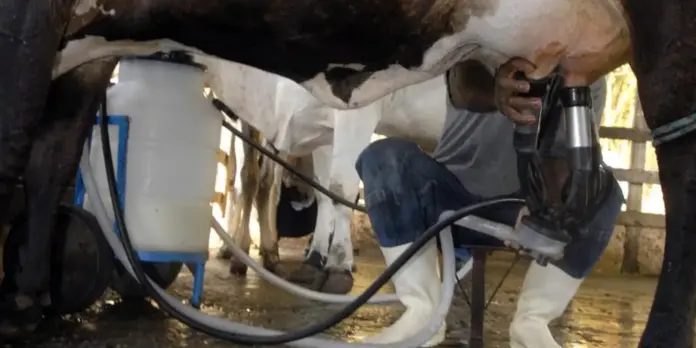 Produção de leite atinge recorde apesar da diminuição no número de vacas ordenhadas