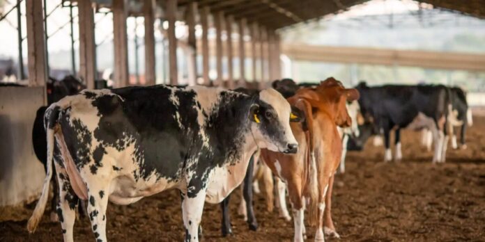 UE suspende carnes do Brasil; entenda impacto e próximos passos