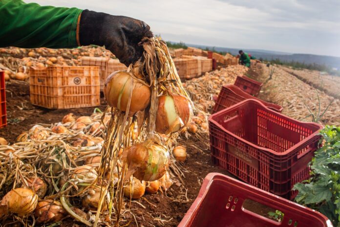 Em Goiás, aumento de produtividade resulta em crescimento de 32,6% na colheita de cebola