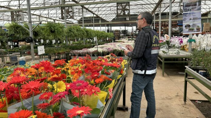 Preço das flores no Dia de Finados apresenta variação de até 605% em Goiás